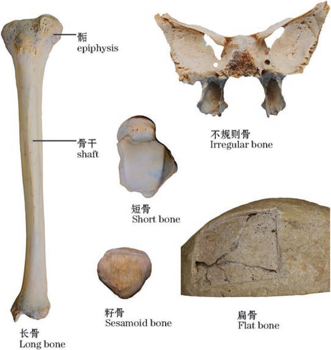圖1-3 骨的分類